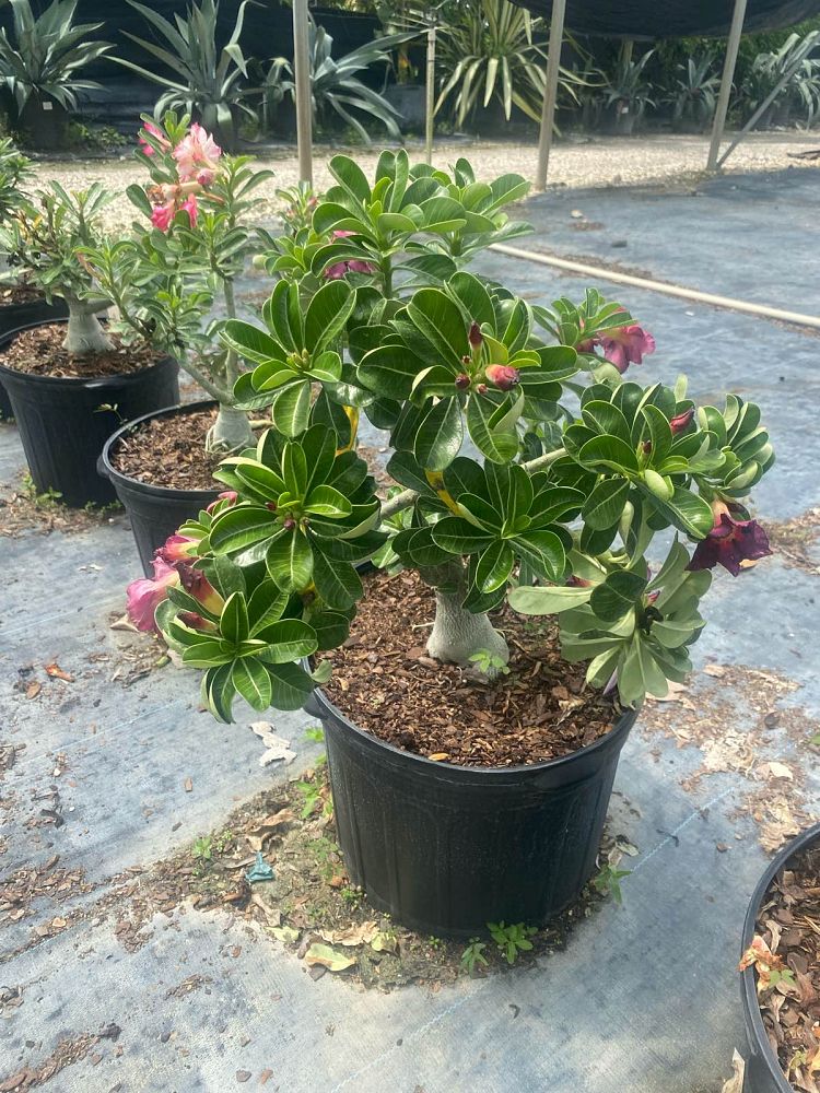 adenium-obesum-hybrids-desert-rose