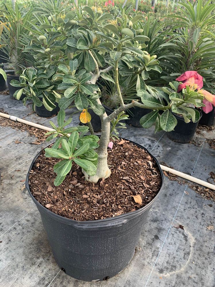 adenium-obesum-hybrids-desert-rose