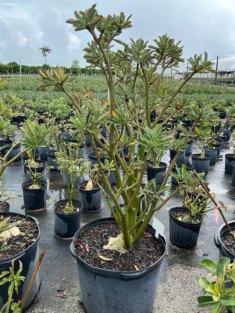 adenium-obesum-hybrids-desert-rose
