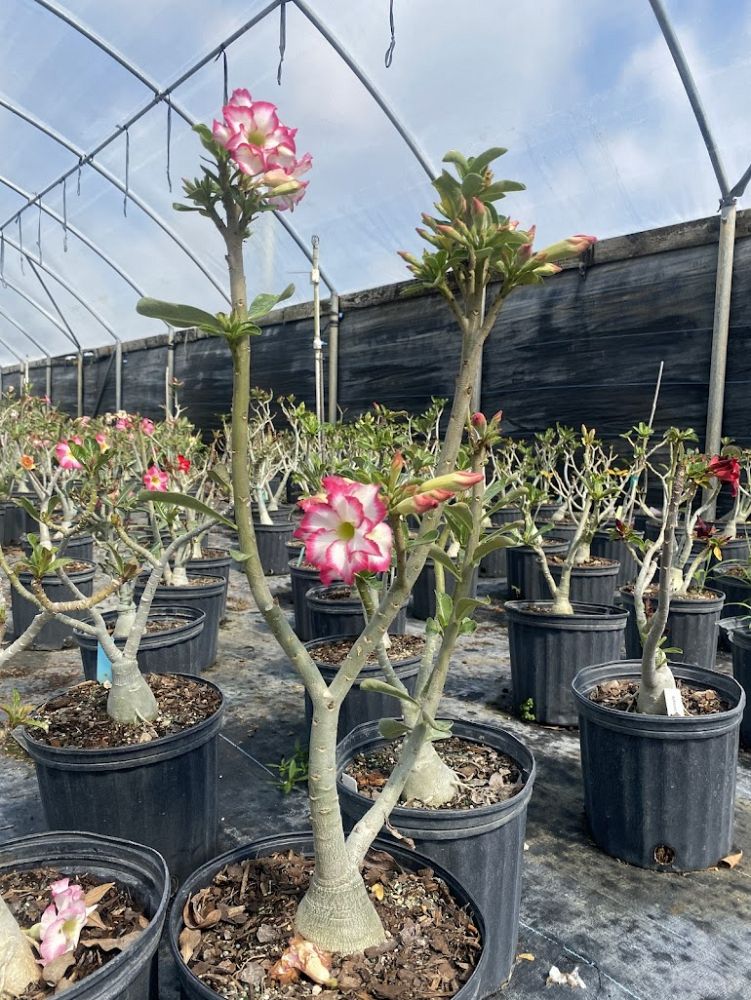 adenium-obesum-hybrids-desert-rose