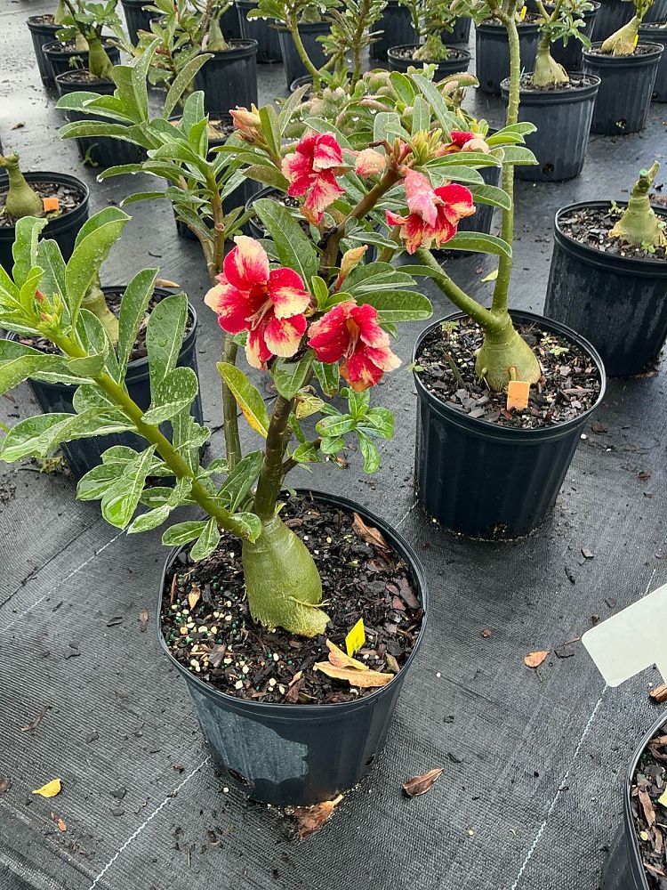 adenium-obesum-hybrids-desert-rose
