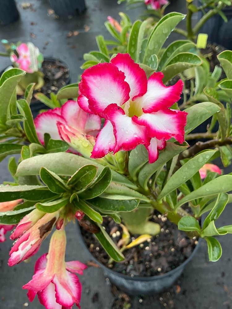adenium-obesum-hybrids-desert-rose