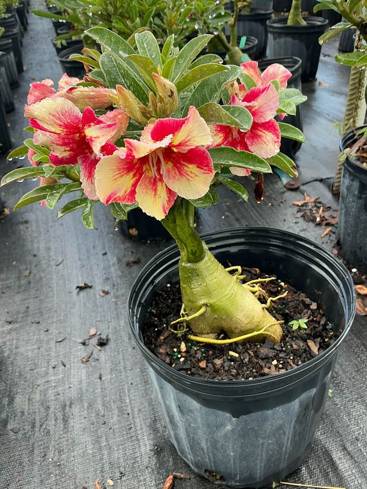 adenium-obesum-hybrids-desert-rose