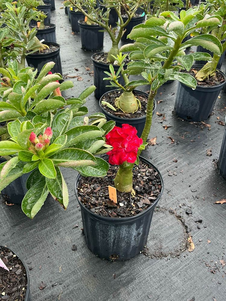 adenium-obesum-hybrids-desert-rose