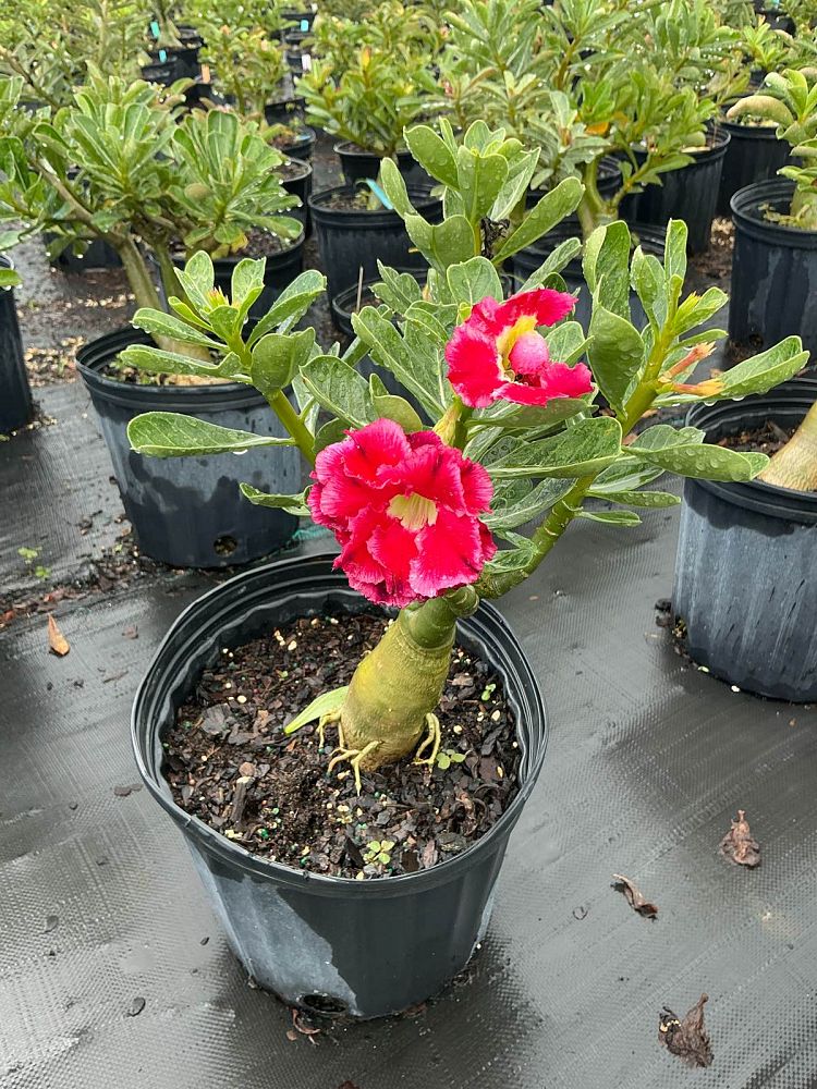adenium-obesum-hybrids-desert-rose