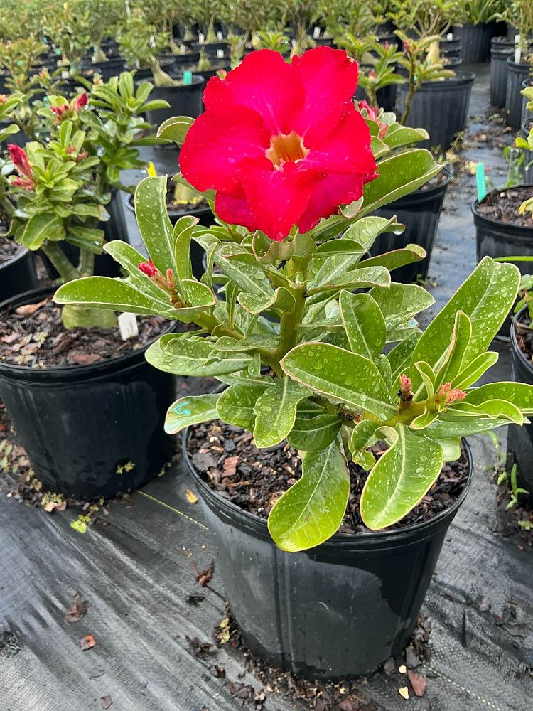 adenium-obesum-hybrids-desert-rose