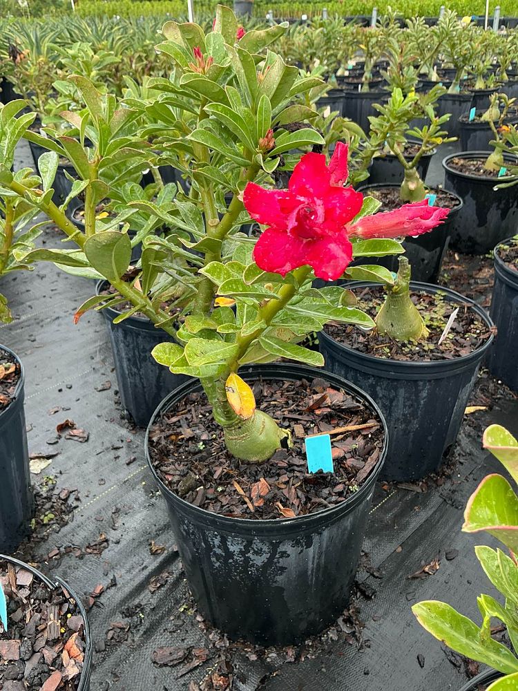 adenium-obesum-hybrids-desert-rose