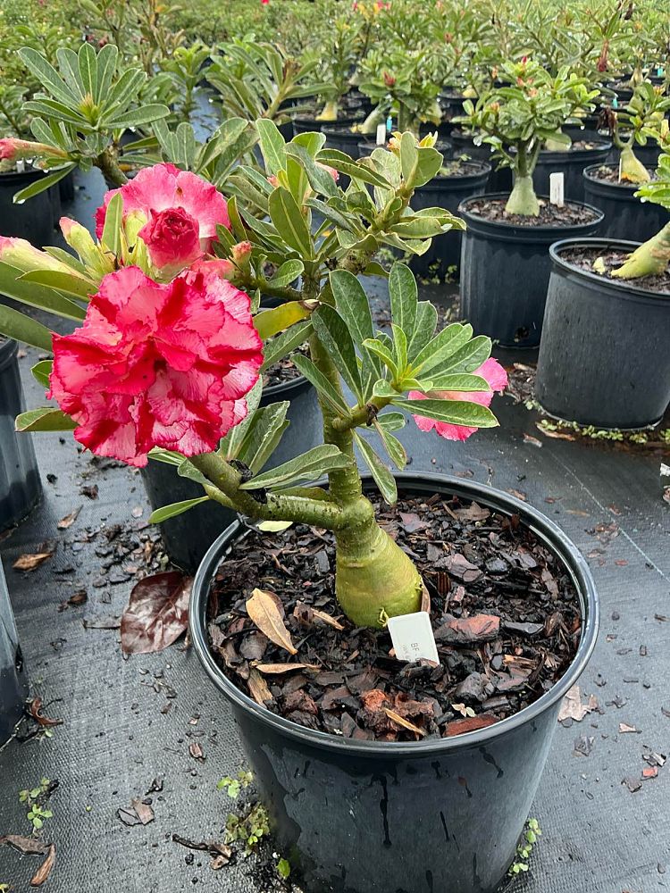 adenium-obesum-hybrids-desert-rose