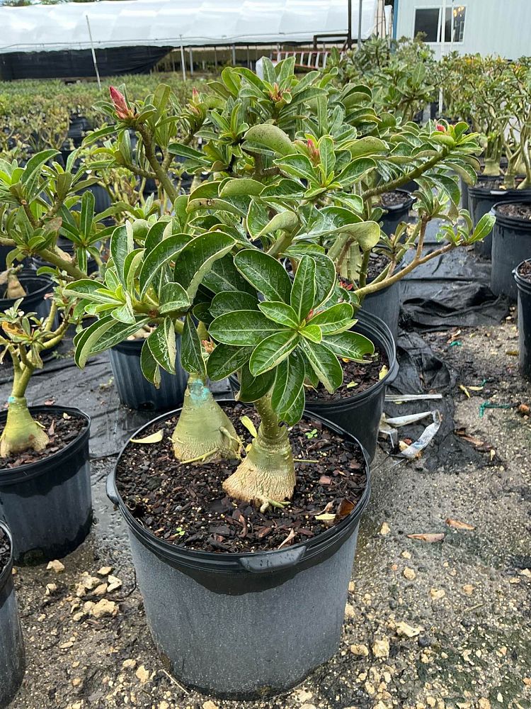 adenium-obesum-hybrids-desert-rose