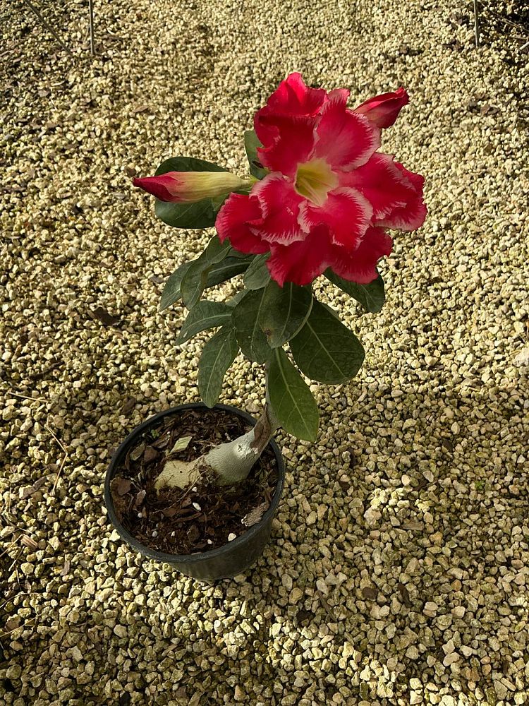 adenium-obesum-hybrids-desert-rose