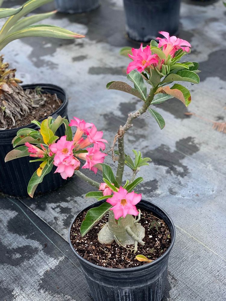 adenium-obesum-ice-pink-desert-rose