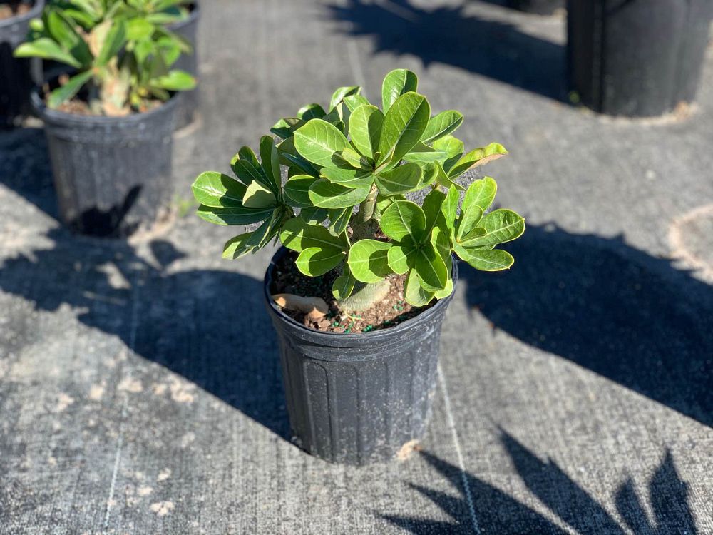 adenium-obesum-ice-pink-desert-rose