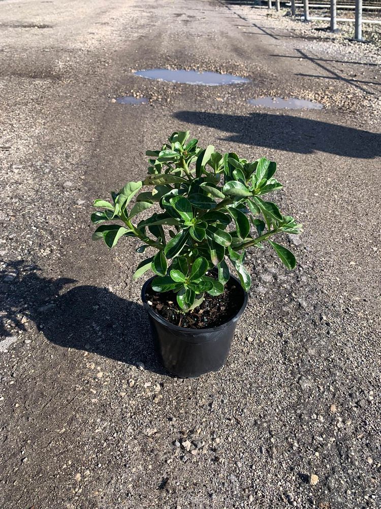 adenium-obesum-picotee-queen-desert-rose