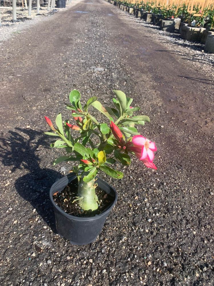 adenium-obesum-picotee-queen-desert-rose