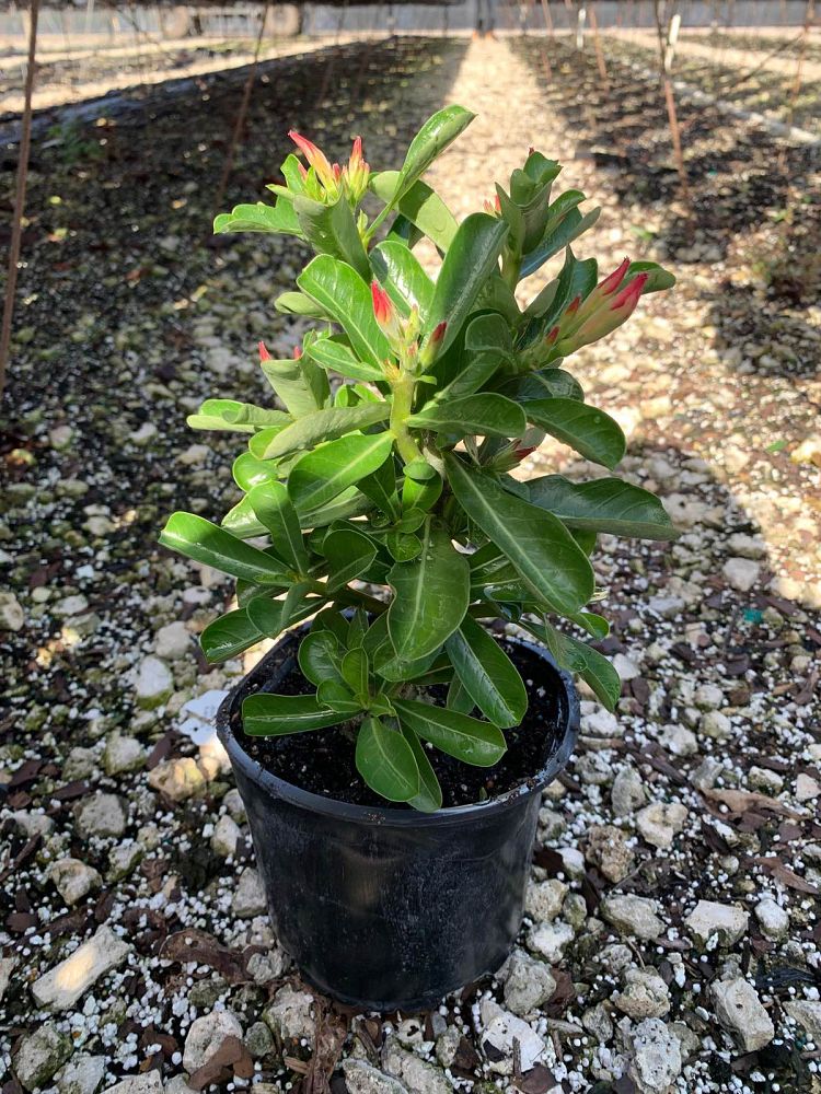 adenium-obesum-pink-desert-rose