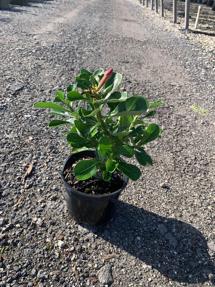 adenium-obesum-pink-desert-rose