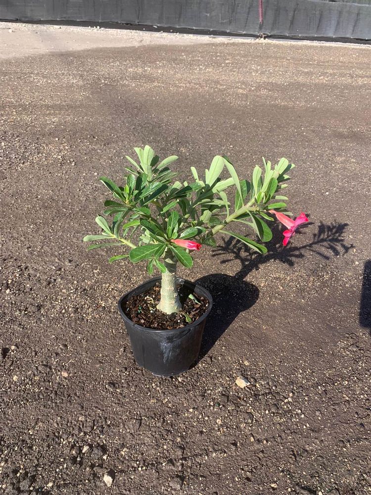 adenium-obesum-pink-desert-rose