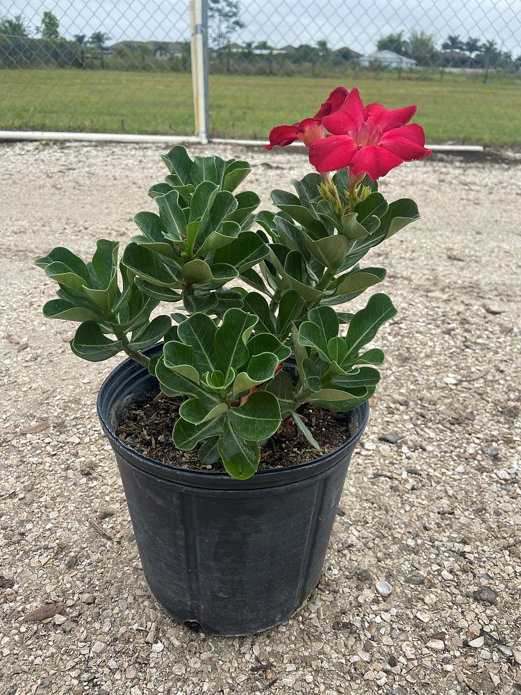 adenium-obesum-red-desert-rose