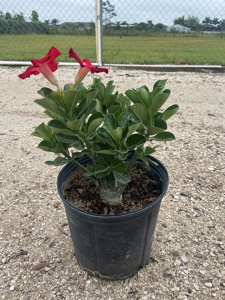 adenium-obesum-red-desert-rose