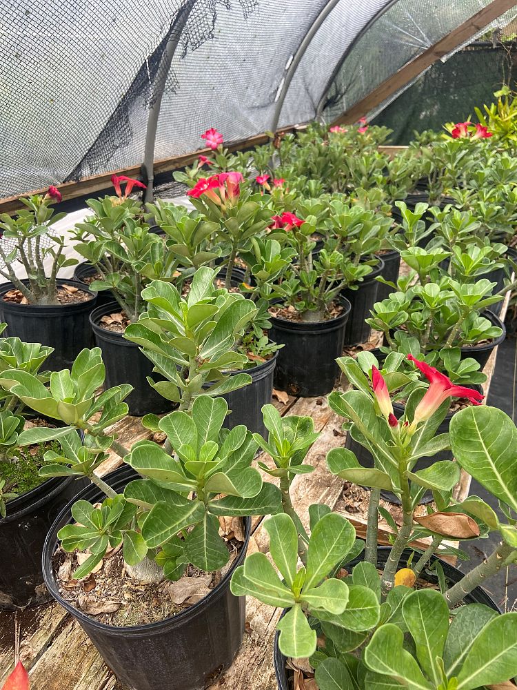 adenium-obesum-red-desert-rose
