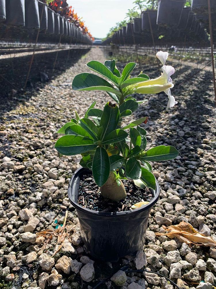 adenium-obesum-white-desert-rose