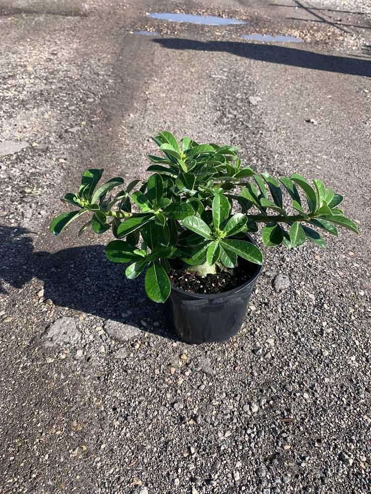 adenium-obesum-white-desert-rose