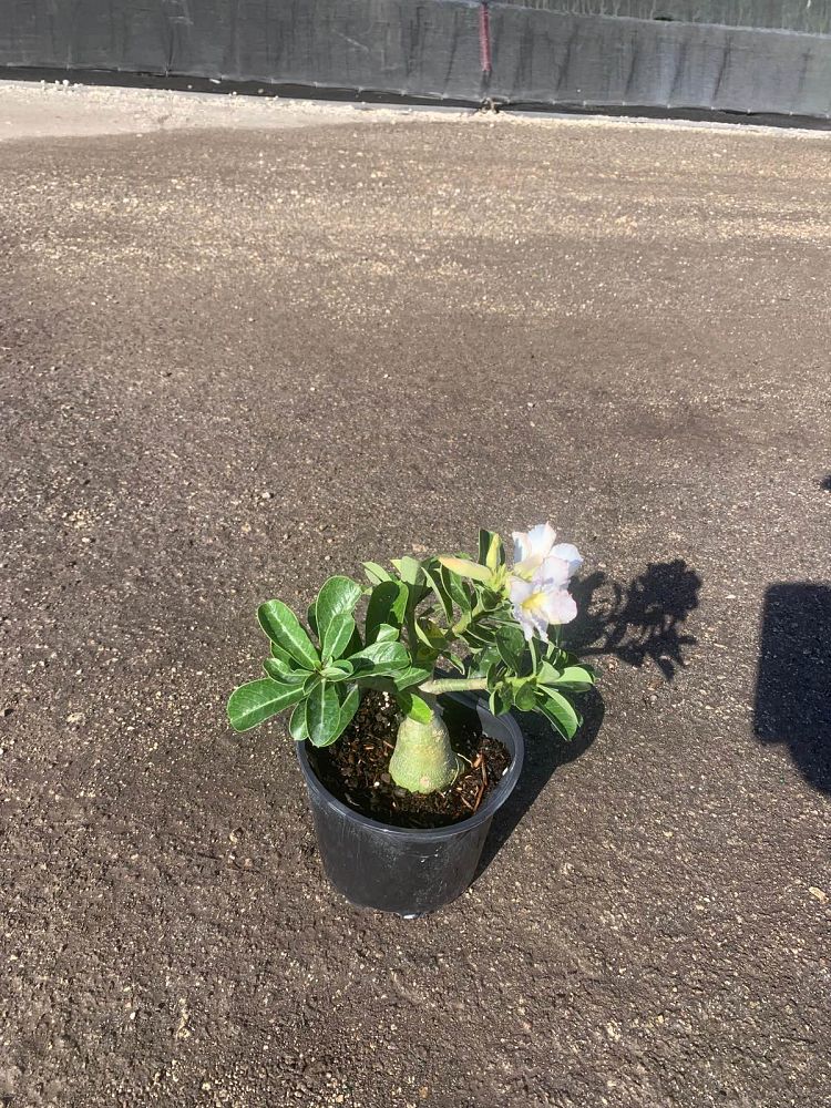 adenium-obesum-white-desert-rose