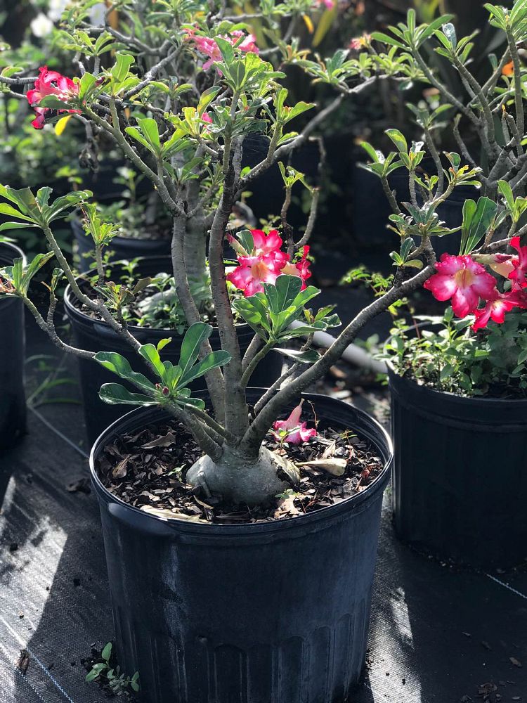 adenium-swazicum-desert-rose