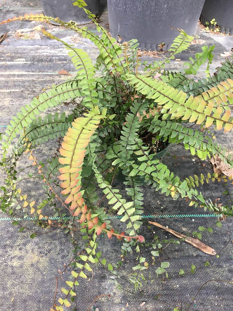adiantum-caudatum-trailing-maidenhair