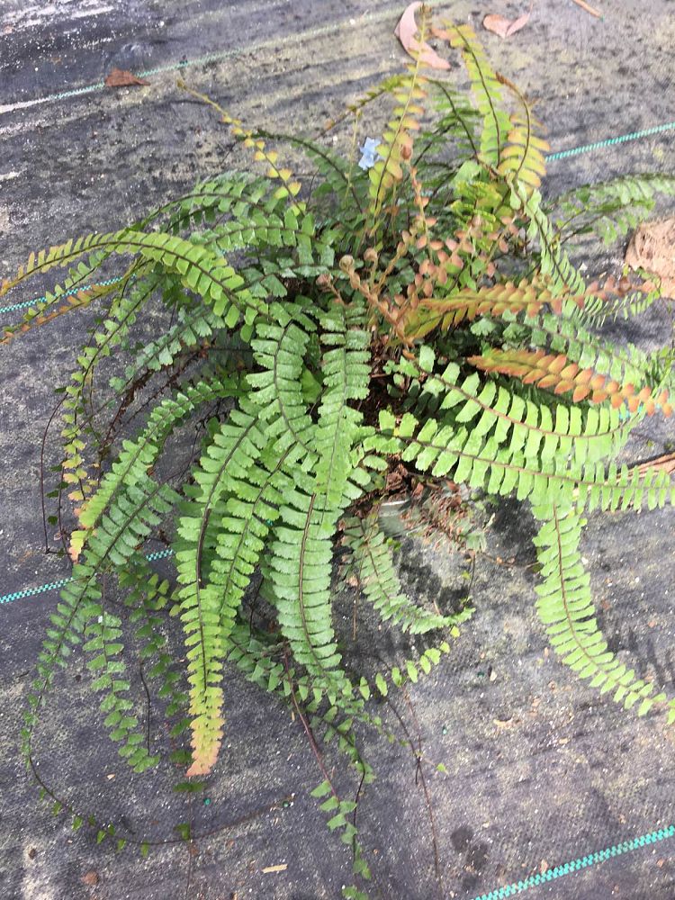 adiantum-caudatum-trailing-maidenhair