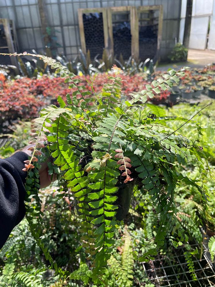 adiantum-caudatum-trailing-maidenhair