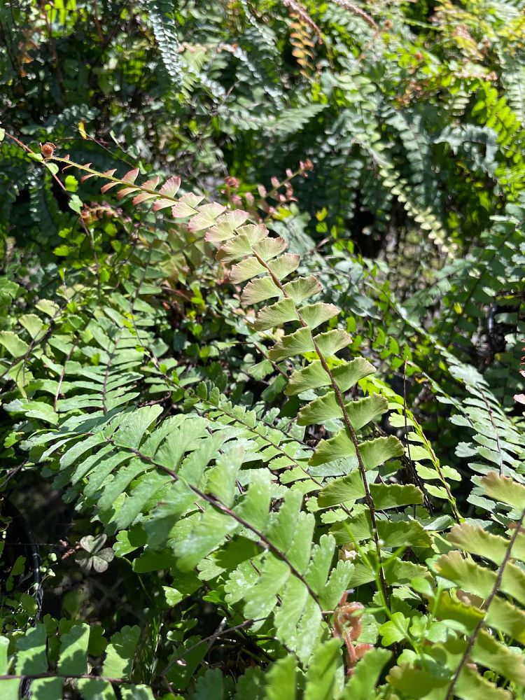 adiantum-caudatum-trailing-maidenhair