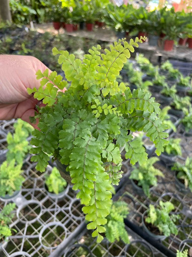 adiantum-caudatum-trailing-maidenhair
