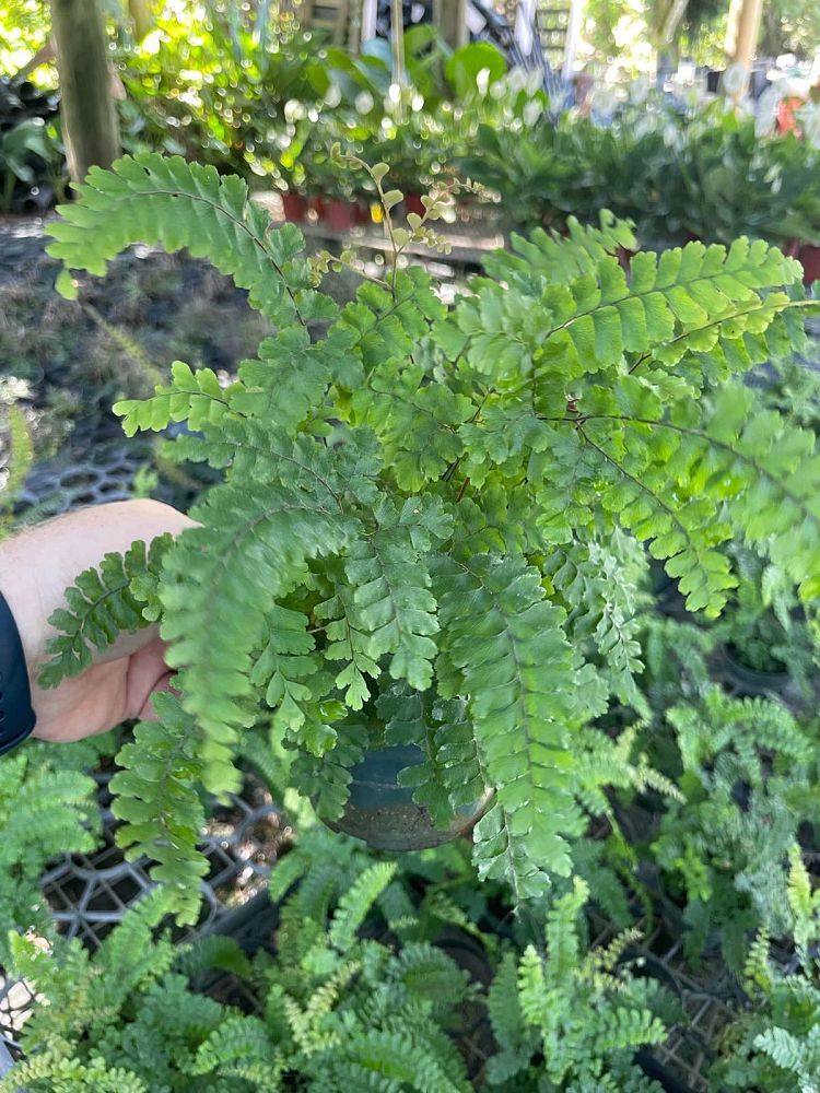 adiantum-caudatum-trailing-maidenhair