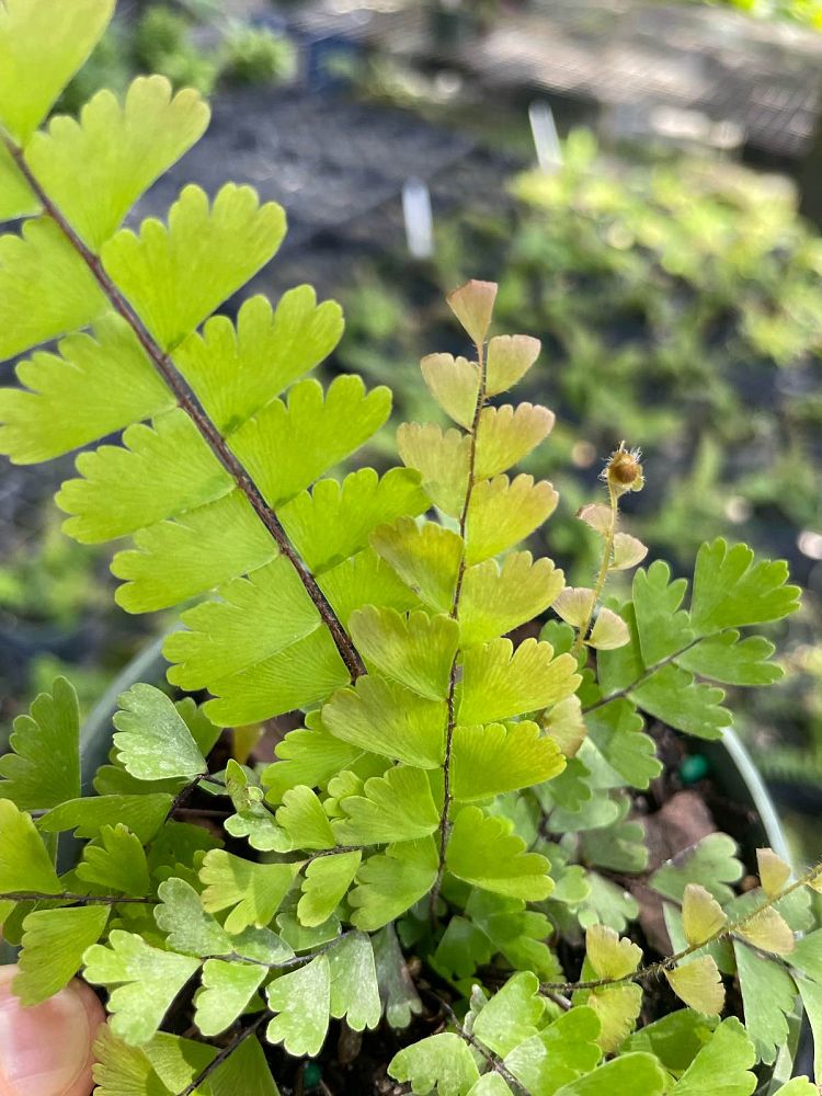 adiantum-hispidulum-rosy-rough-maidenhair-fern