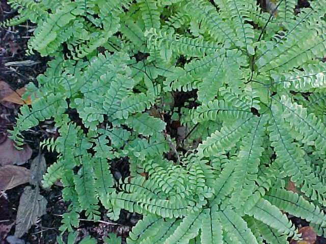 adiantum-pedatum-american-maidenhair-fern-five-finger-maidenhair-fern-northern-maidenhair-fern
