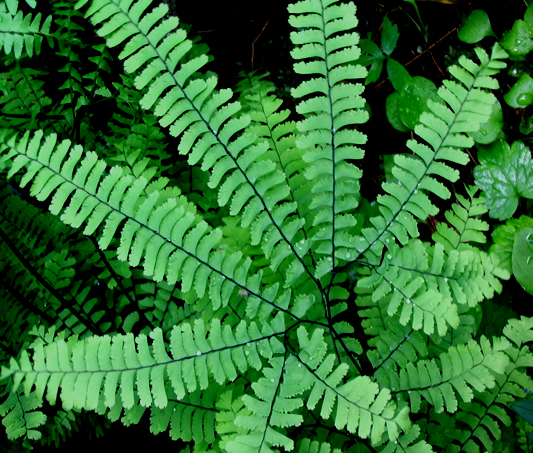 adiantum-pedatum-american-maidenhair-fern-five-finger-maidenhair-fern-northern-maidenhair-fern