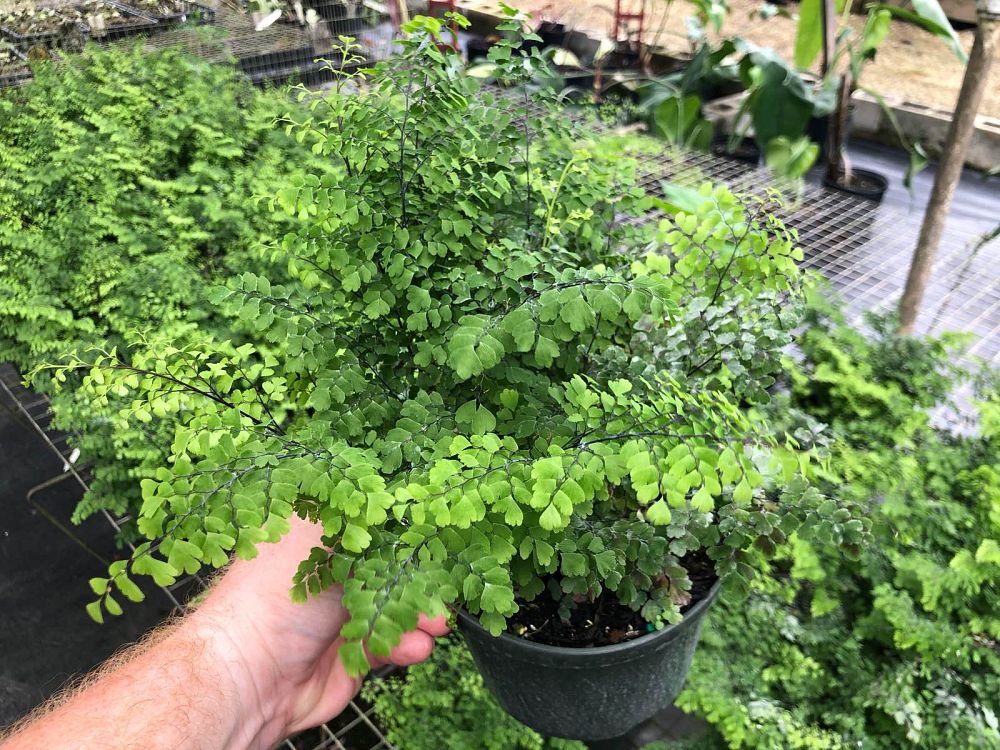 adiantum-raddianum-fritz-luthii-delta-maidenhair-fern