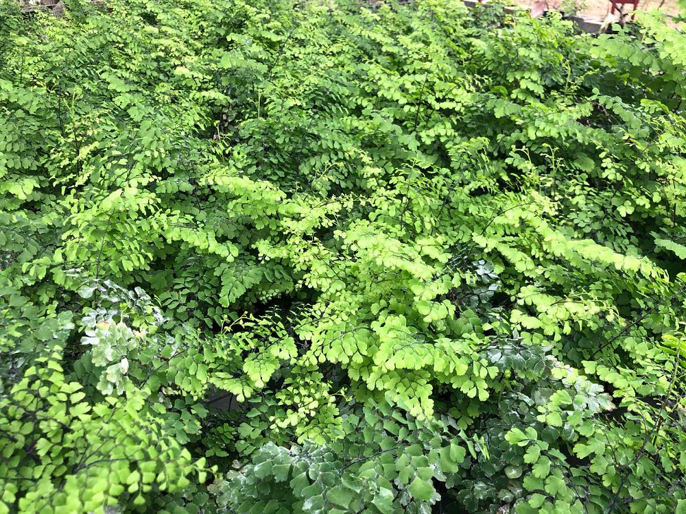 adiantum-raddianum-fritz-luthii-delta-maidenhair-fern
