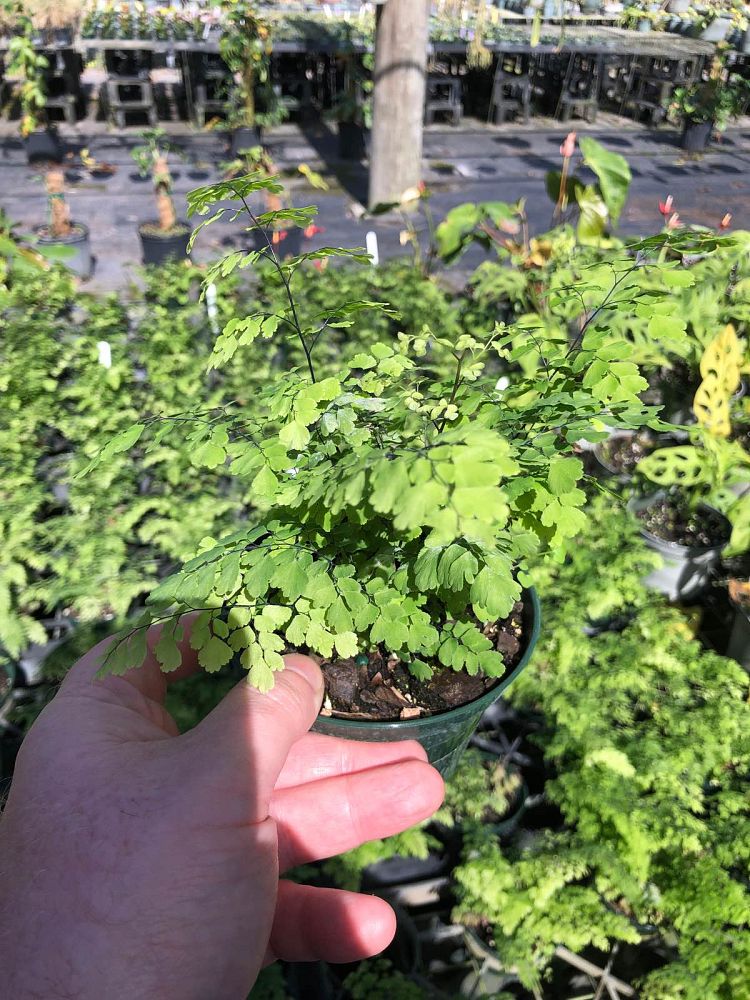 adiantum-raddianum-fritz-luthii-delta-maidenhair-fern