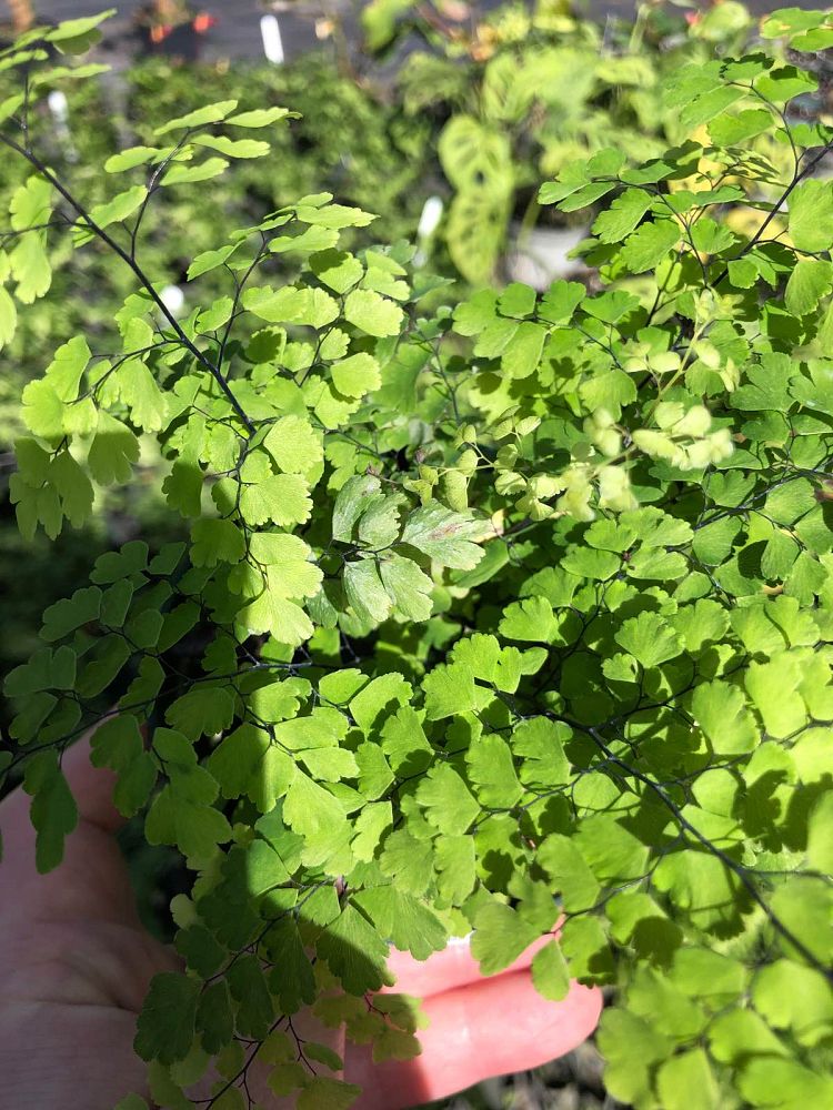 adiantum-raddianum-fritz-luthii-delta-maidenhair-fern