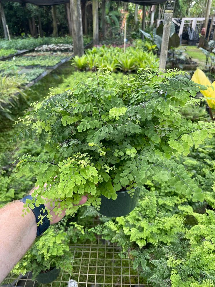 adiantum-raddianum-fritz-luthii-delta-maidenhair-fern