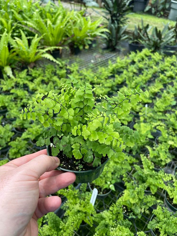 adiantum-raddianum-fritz-luthii-delta-maidenhair-fern