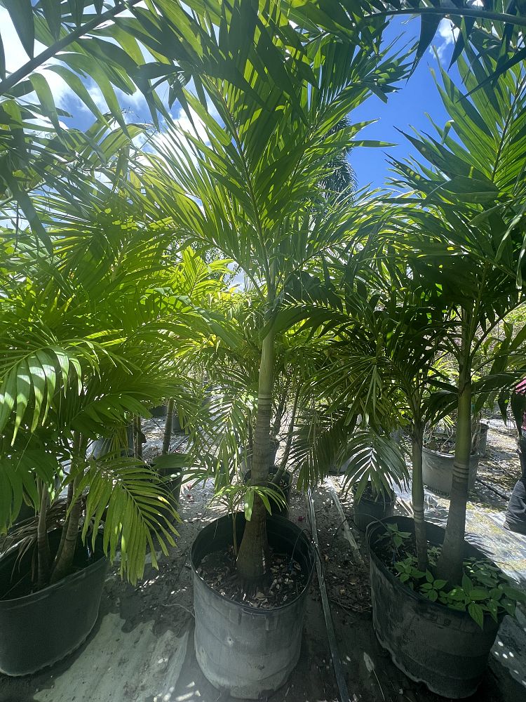 adonidia-x-veitchia-california-christmas-palm