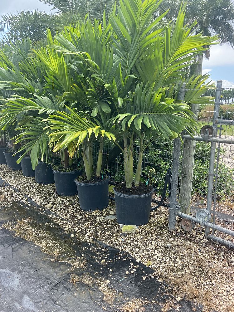 adonidia-x-veitchia-california-christmas-palm