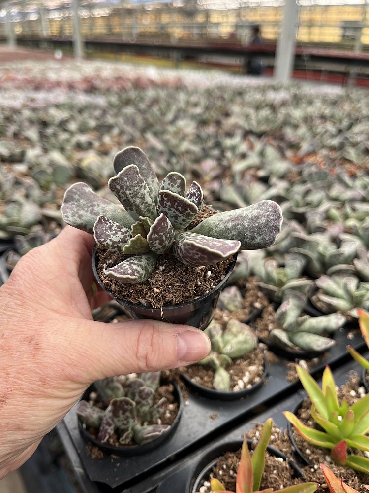 adromischus-cooperi-plover-eggs-plant