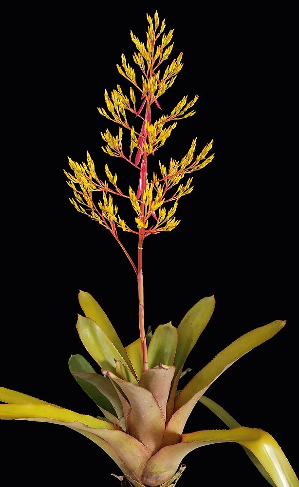 aechmea-amarillo-bromeliad