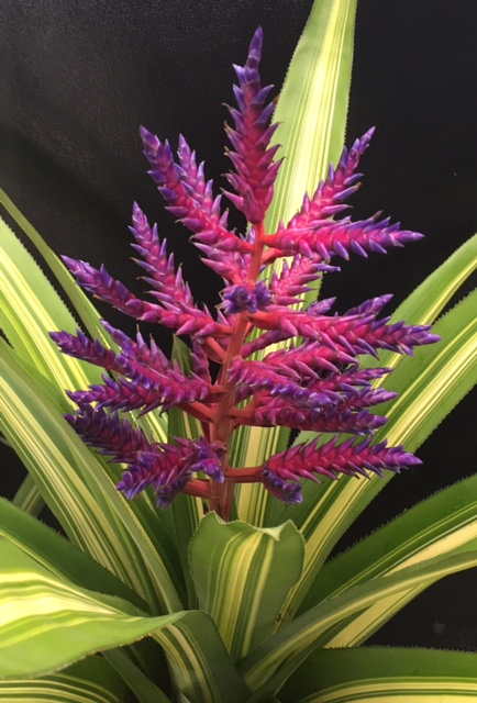 aechmea-america-bromeliad