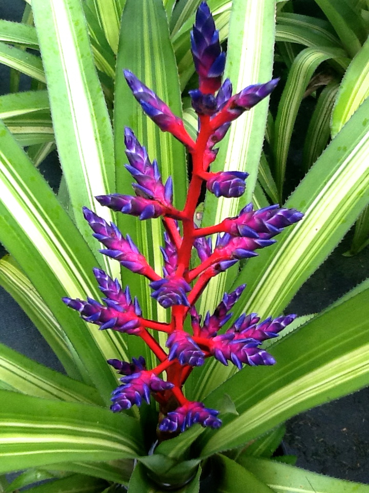 aechmea-america-bromeliad