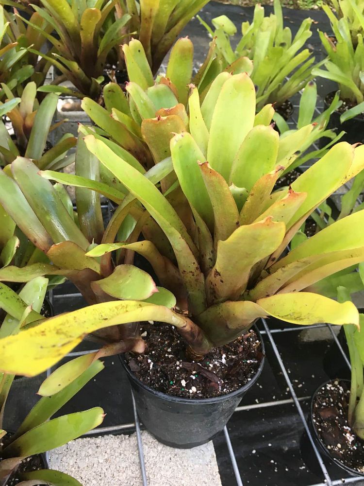aechmea-apocalyptica-bromeliad
